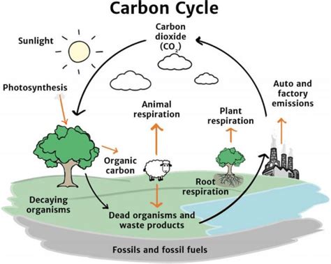 The Carbon Cycle - Farm Carbon Toolkit