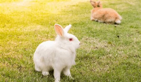 White Rabbit Breeds | 7 White Pet Rabbit Breeds | Hutch and Cage