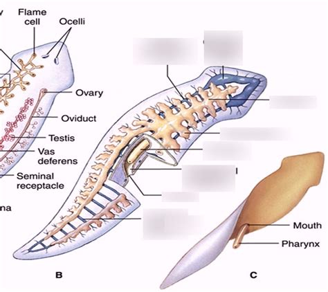 Class Turbellaria Nutrition/Digestion Diagram Diagram | Quizlet