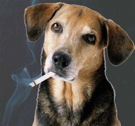 smoking dog on Tumblr