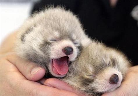 Edmonton Valley Zoo - ZooBorns