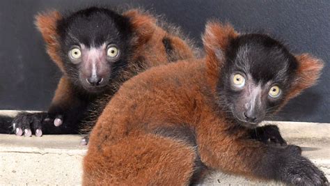 Infants Announced: Two red ruffed lemurs born at Duke Lemur Center ...