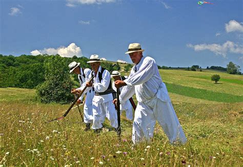 Reaping on Rajac in village Ba – Rajski konaci