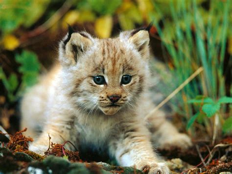 Cutest Baby Bobcat - Wallpaper - Faxo