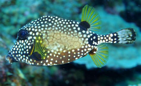 Fishes of Flower Garden Banks National Marine Sanctuary-Part 1 of 3