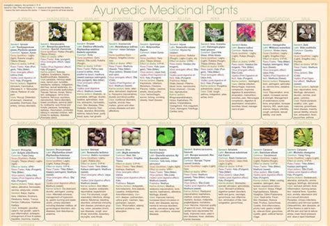 Ayurvedic Herb poster, text Set of 3 | Ayurvedic herbs, Ayurvedic ...