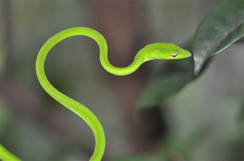 Recklessly: Green Tree Snake Length