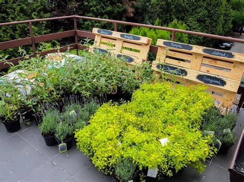 Best Terrace/Roof Garden Plants You should Grow