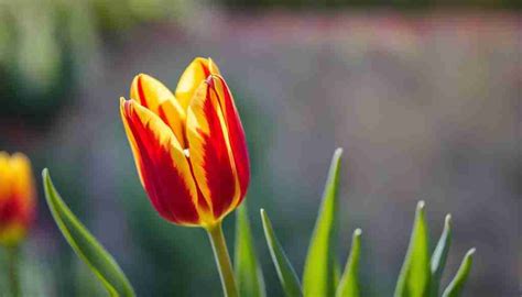 Jerusalem Tulip Guide: Care, Tips & Blooms