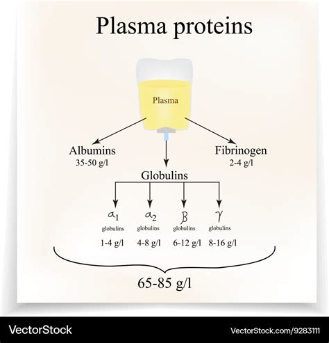 Plasma proteins albumin fibrinogen globulin Vector Image