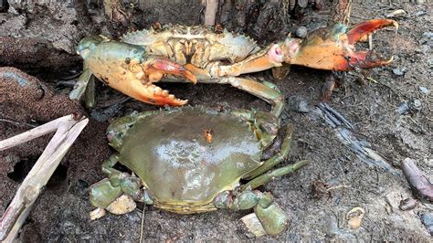 GIANT MUD CRAB Catch | Catching Mud Crab In Dry season | Find Muddy ...