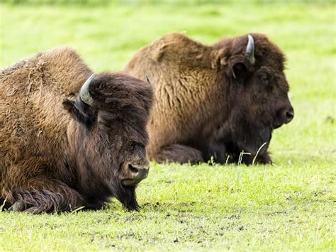 Bringing the Wood Bison Back to Alaska | Smithsonian