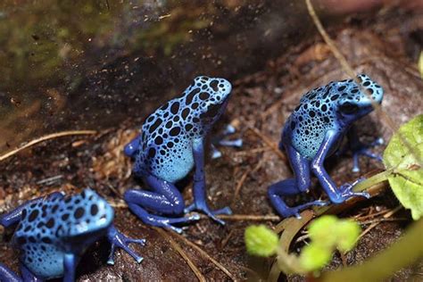 Dendrobates Tinctorius Azureus | Frog, Animals