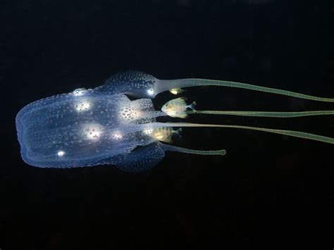 Box jellyfish | Size, Habitat, Venom, & Facts | Britannica