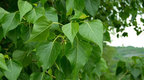 Black Poplar (Populus nigra) - British Trees - Woodland Trust