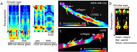 Paxillin localization detected by nSPIRO imaging. (A) Paxillin-EGFP ...