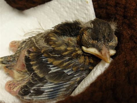 Baby Songbird - Wildlife In Need Center