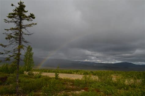 Signs of climate change at Arctic tree line | Earth | EarthSky