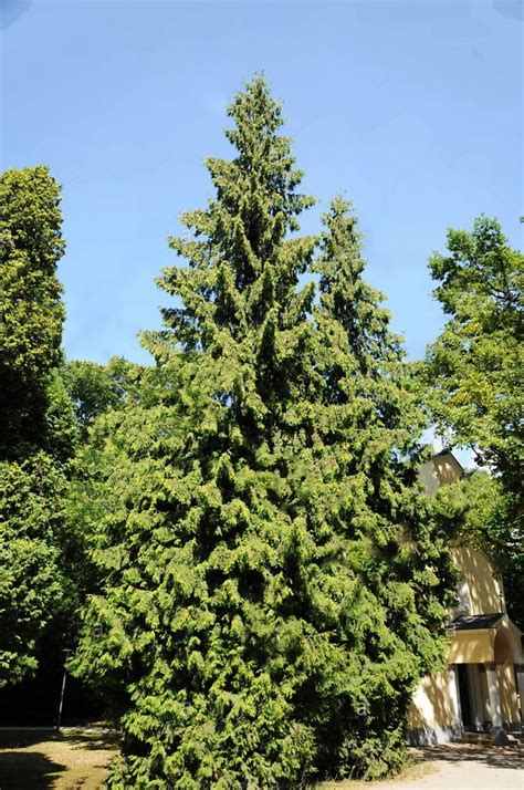 Northern White Cedar - American Arborvitae For Sale Online | The Tree ...