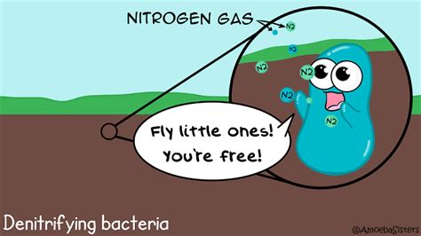 Denitrifying Bacteria - SCIENCE WITH THE AMOEBA SISTERS