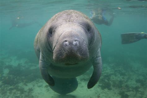 Manatee Habitat at Bishop Museum Will Reopen This Month | Sarasota Magazine