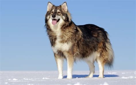 All About Utonagan Dog - Origin, Behavior, Trainability, Puppy, Price ...