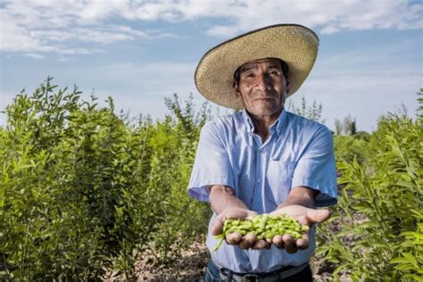 Campesino Peruano