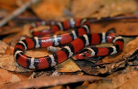 Scarlet Kingsnake - New Georgia Encyclopedia