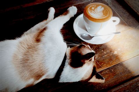 Cat Cafe Seattle: 4 Places for Cat-Fiene Addicts - AllTheRooms - The ...