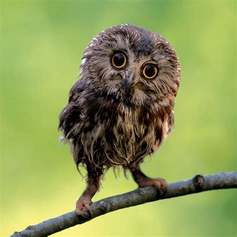 Ranking The 8 Most Adorable Species Of Owl | TheSlicedPan.com