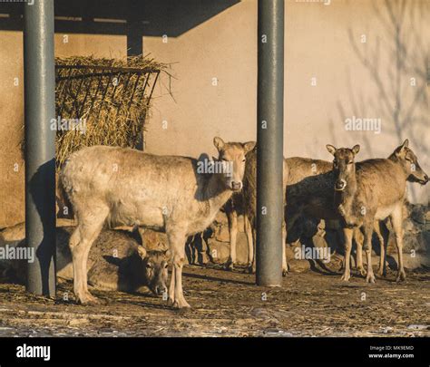 Farming mutton hi-res stock photography and images - Alamy