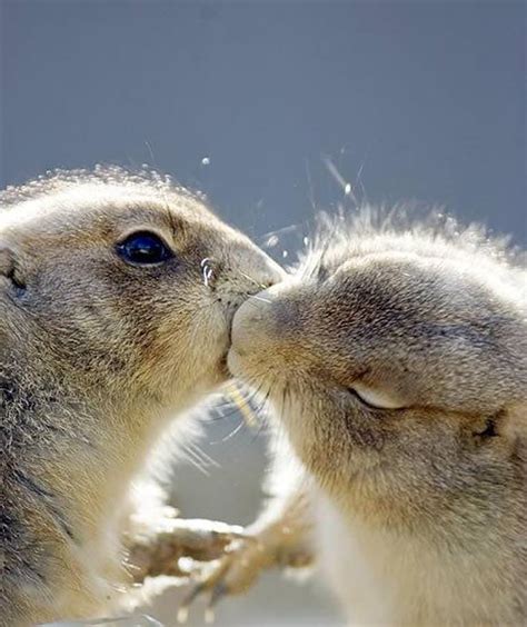 Cute animals with a whole lot of love