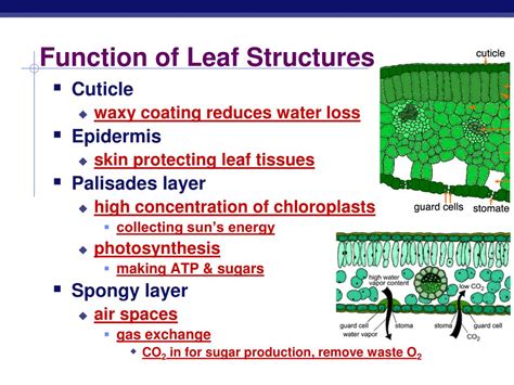 PPT - Photosynthesis: Life from Light and Air PowerPoint Presentation ...