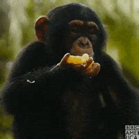 Monkey Eating GIFs - Find & Share on GIPHY