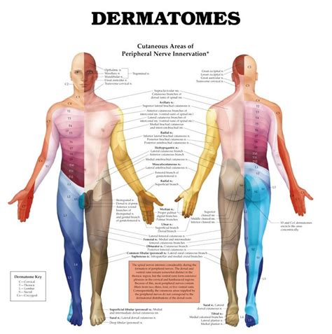 Skin Dermatomes