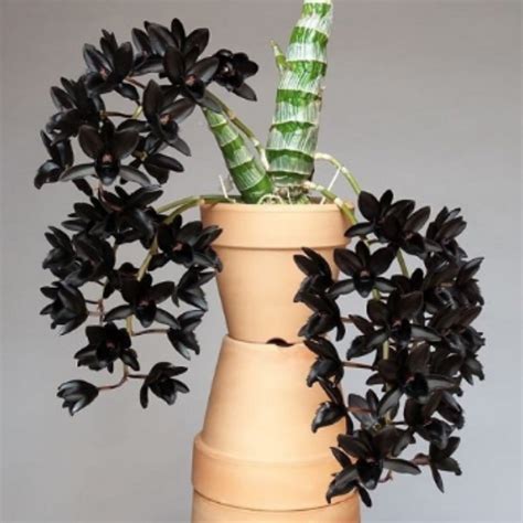 Pack of 4 Catasetum Varieties (SPECIAL!!!) – The Orchid Patio