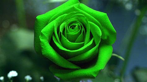 Beautiful Green Rose Wallpapers - Wallpaper Cave