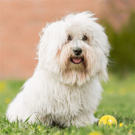 Toy Dog Mixed Breeds List | Wow Blog