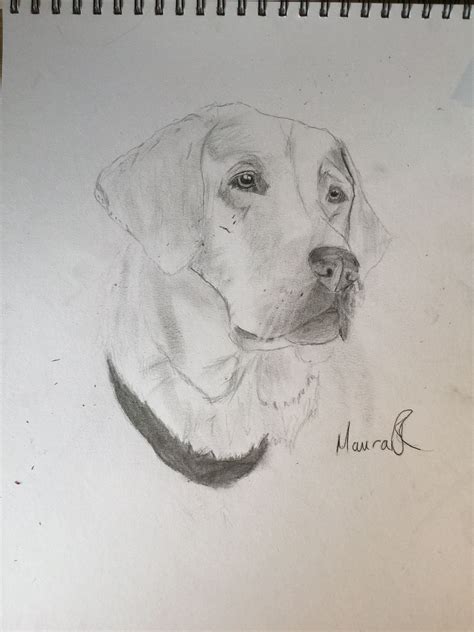 Pencil Drawings Of Labradors