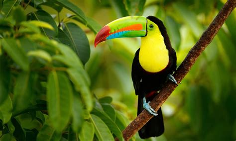 Costa Rica Wildlife Tour | TripADeal