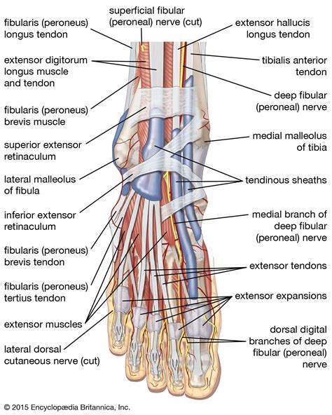 Foot Anatomy Muscles And Tendons