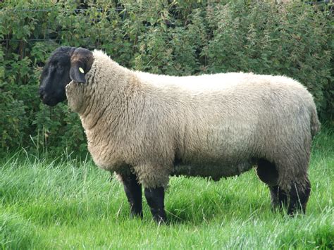 File:7 month old Suffolk Ram Lamb.JPG - Wikimedia Commons