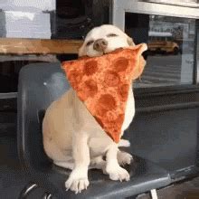 Funny Animals Dogs Love Pizza GIF - Funny Animals Dogs Love Pizza Lunch ...