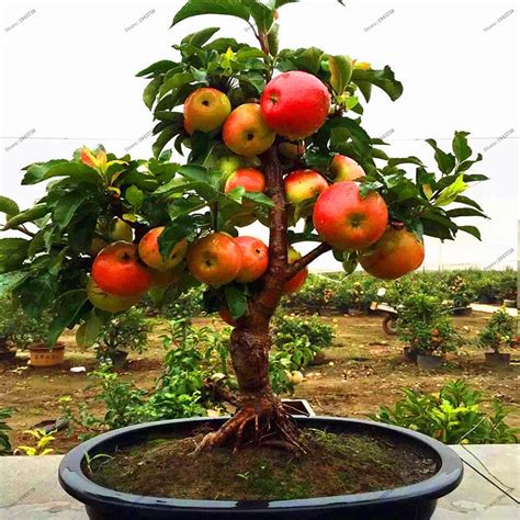 30 pcs Dwarf Apple Seeds,Sweet organic fruit vegetable seeds,Bonsai ...