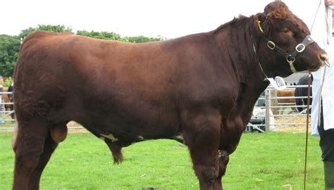 Shorthorn Cattle Breed – Everything You Need to Know