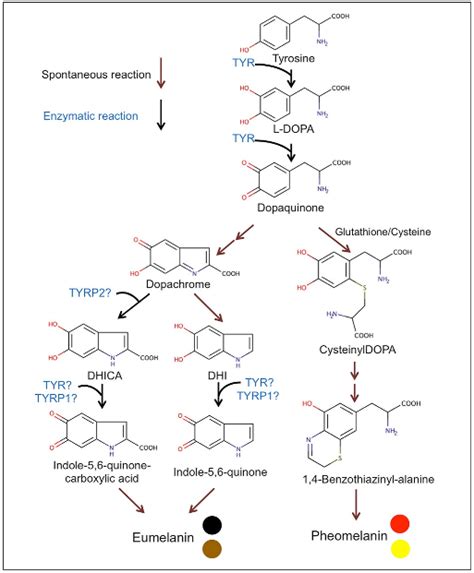 (Open Access) Structure and Function of Human Tyrosinase and Tyrosinase ...