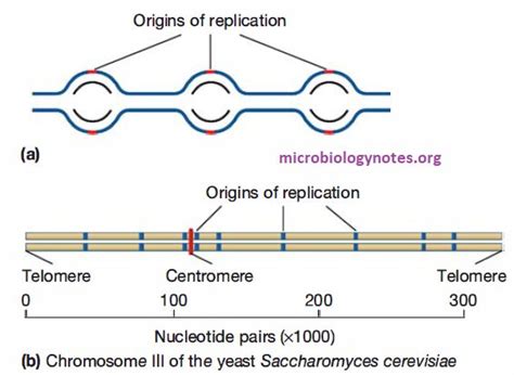 DNA Replication in eukaryotes: Initiation, Elongation and Termination