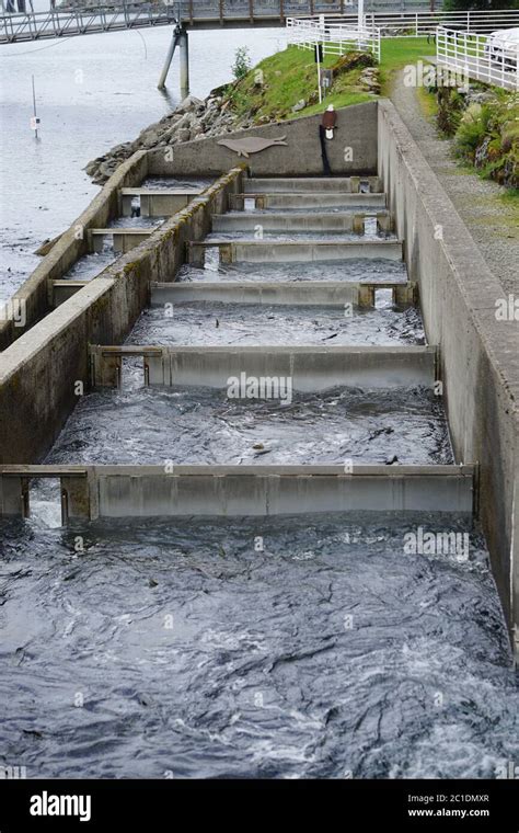 Juneau, Alaska, USA: Salmon fish ladder at the Macaulay Salmon Hatchery ...