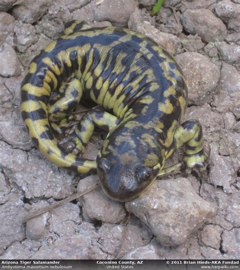 Arizona Tiger Salamander (Ambystoma mavortium nebulosum)