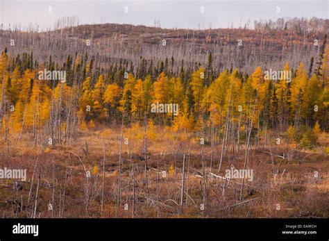 Destroyed forest hi-res stock photography and images - Alamy